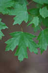 Florida maple <BR>Southern sugar maple